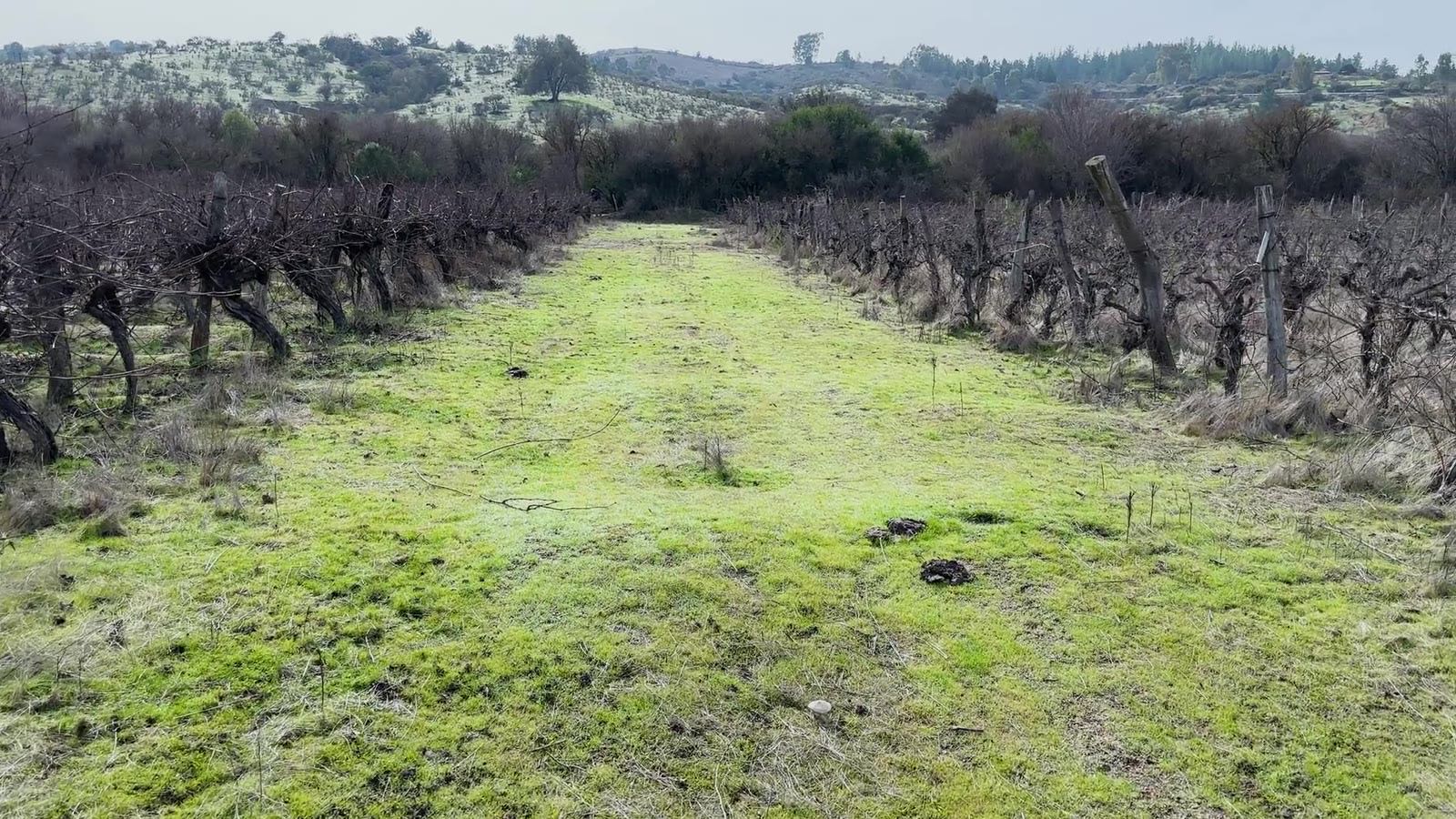 Terreno del proyecto Viñas de Cauquenes, Cauquenes